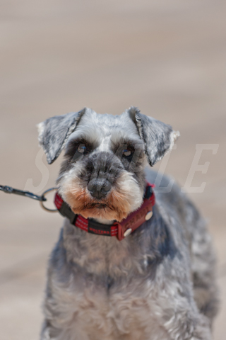 ミニチュアシュナウザーとゴールデンレトリバー: 愛犬家さん